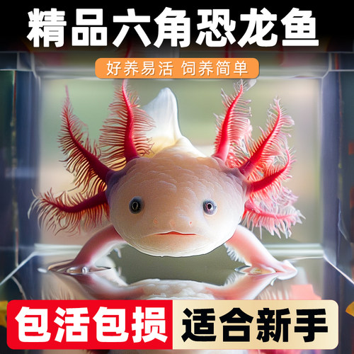 六角恐龙鱼冷水鱼观赏鱼蝾螈美西螈活体六角龙淡水好养易活宠物鱼