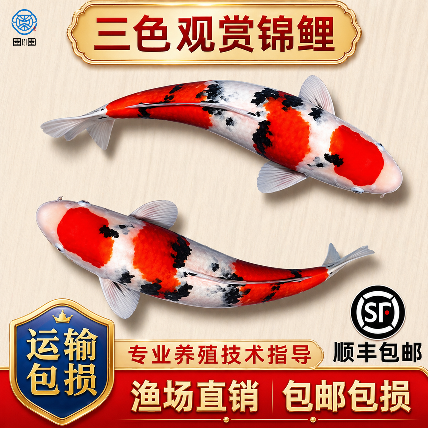 顺丰锦鲤活鱼大正三色锦鲤观赏鱼冷水淡水草金鱼活体大型好养耐活