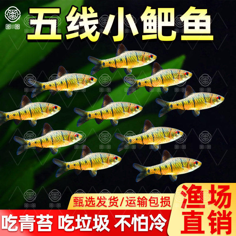 小鲃鱼中国斗鱼伴侣条纹小鲃原生鱼冷水淡水小鱼苗耐寒群游观赏鱼,宠物/宠物食品及用品,鱼,淘宝优惠券,粉丝福利购,淘宝优惠卷