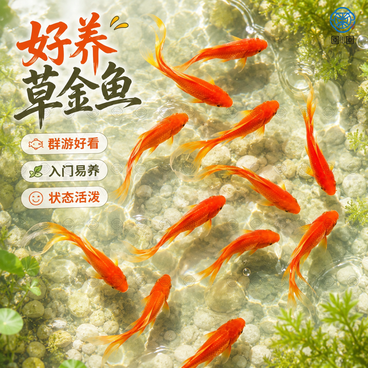 草金鱼活鱼锦鲤鱼苗观赏鱼淡水鱼冷水鱼小型耐活活体小金鱼红草金