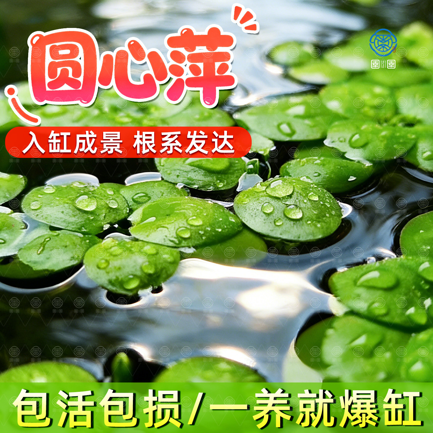 圆心萍浮萍净化水质水培绿植庭院办公室鱼虾龟缸造景增氧漂浮水草
