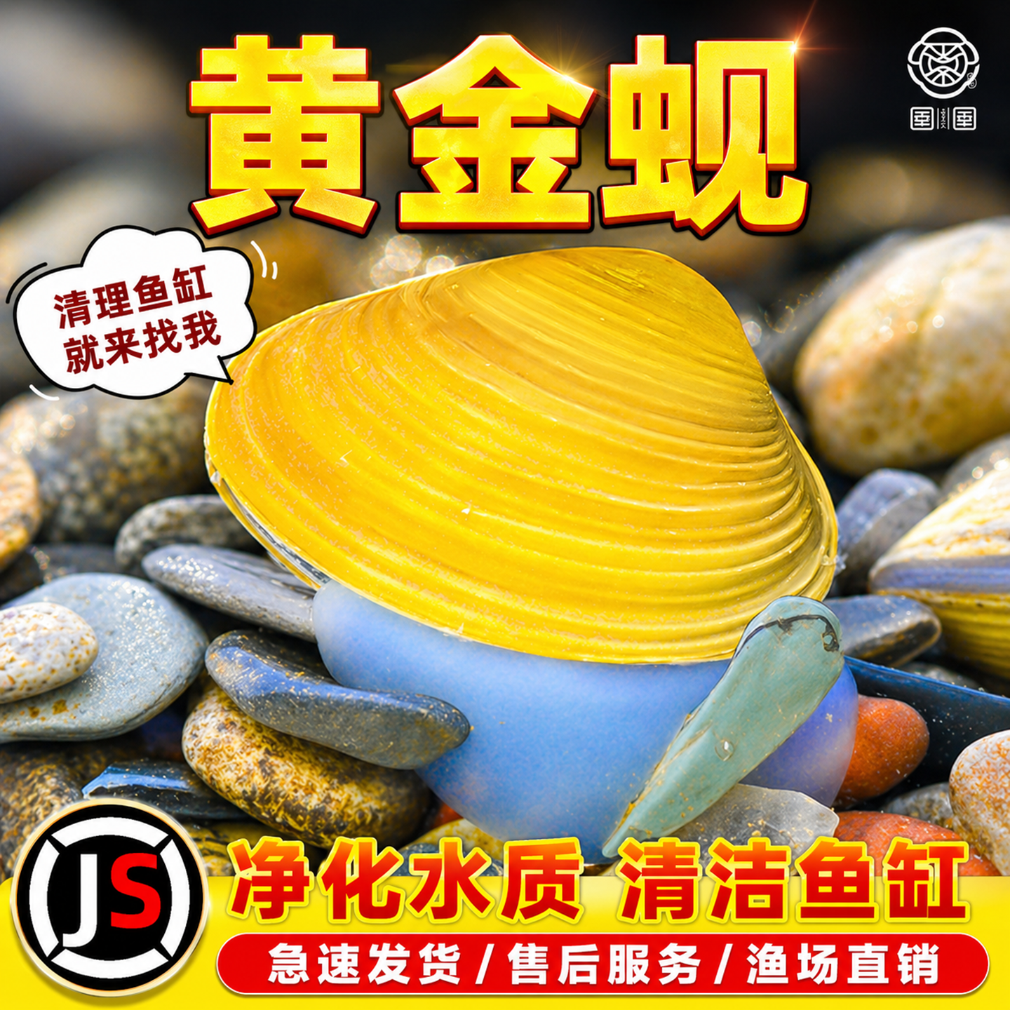 黄金蚬专吃鱼粪便净水河蚌冷水清道夫清洁工具观赏螺鱼苗观赏鱼
