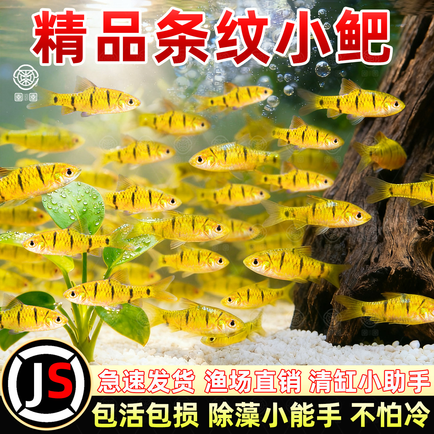 小鲃鱼中国斗鱼伴侣条纹小鲃原生鱼冷水淡水小鱼苗耐寒群游观赏鱼