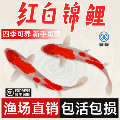 顺丰纯种红白锦鲤活体观赏鱼冷水淡水鱼好养耐活黄金龙凤长尾活鱼