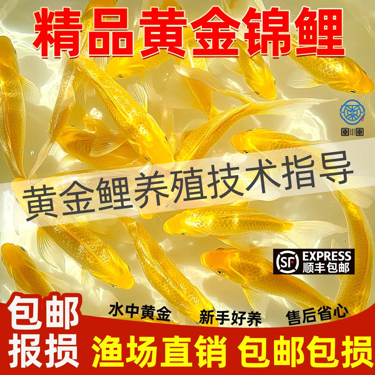 顺丰黄金锦鲤活鱼鱼金鱼活鱼好养耐活冷水鱼鱼苗活体小金鱼观赏鱼,宠物/宠物食品及用品,鱼,淘宝优惠券,粉丝福利购,淘宝优惠卷