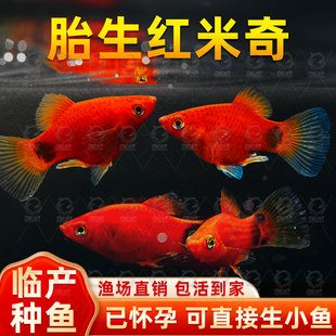 米奇胎生鱼直接生小鱼新手红色小鱼皮球鱼玛丽球孔雀好养生崽狂魔