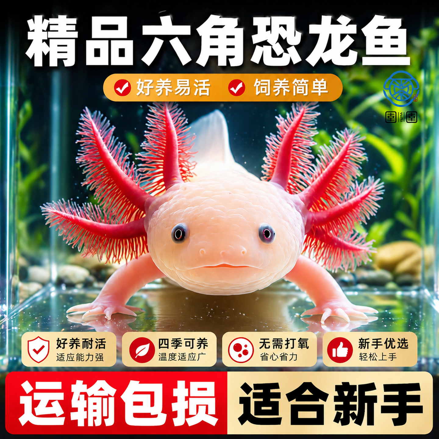六角恐龙鱼冷水鱼观赏鱼蝾螈美西螈活体六角龙淡水好养易活宠物鱼