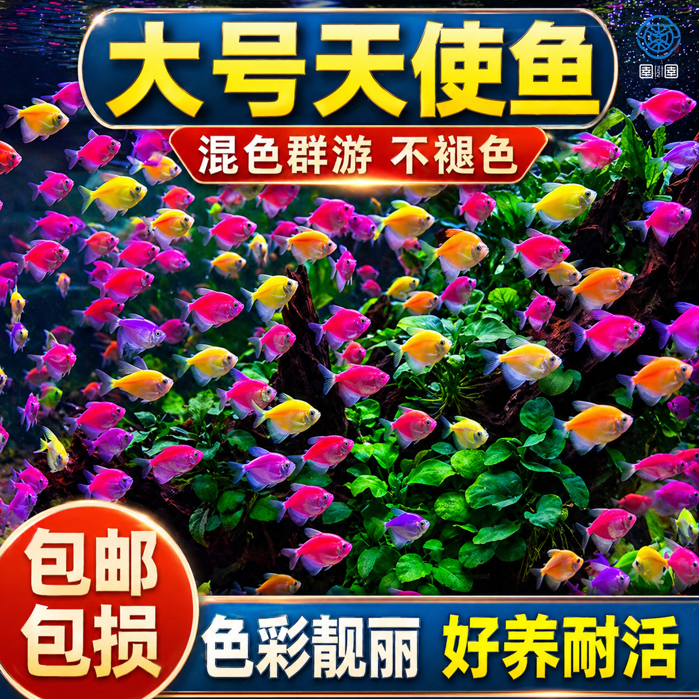 天使鱼观赏鱼群游大号彩裙鱼小型热带鱼淡水好养耐活五彩斑马孔雀