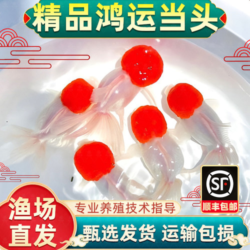 鸿运当头鱼金鱼活鱼观赏鱼鹤顶红狮子头丹顶冷水鱼淡水好养耐活鱼
