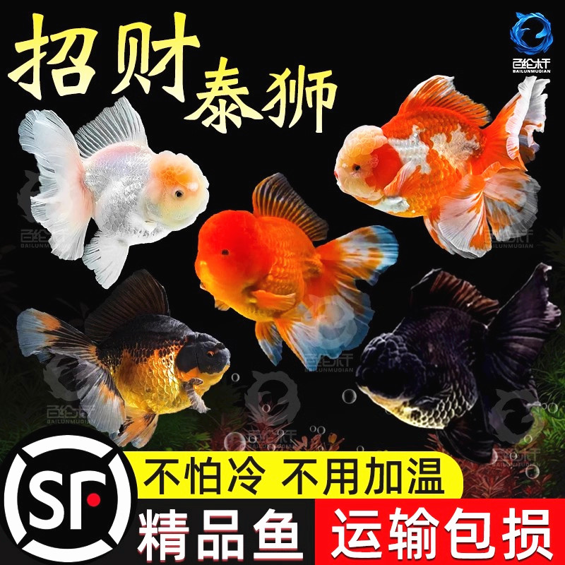 泰狮金鱼活鱼小型淡水好养冷水鱼宠物鱼自来水好养耐活鱼苗观赏鱼