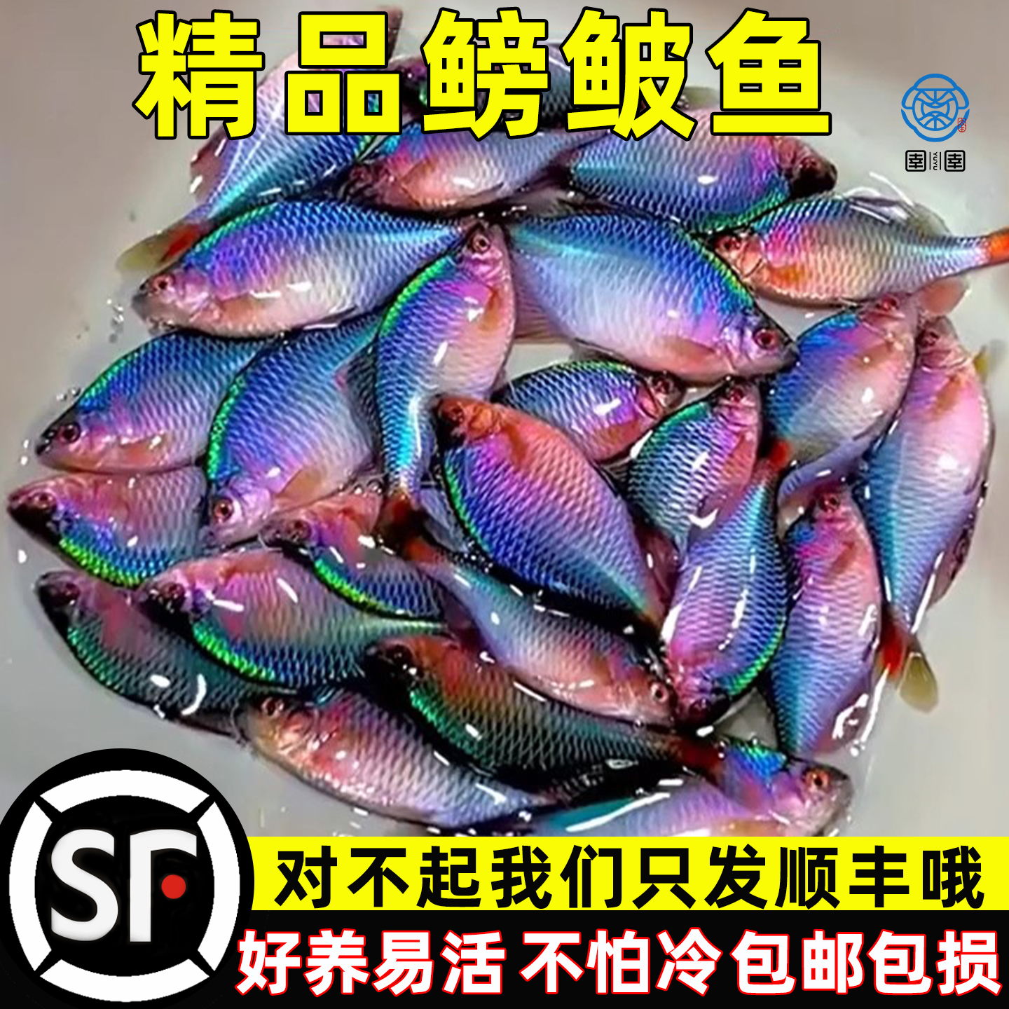 鳑鲏鱼好养原生鱼高体七彩旁皮观赏鱼除藻冷水淡水活体小型群游鱼