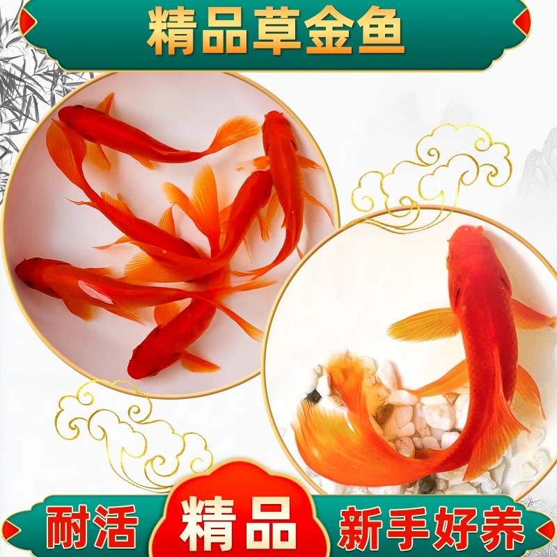 草金鱼活鱼观赏鱼小型冷水淡水鱼活体红草金好养易活锦鲤小金鱼苗