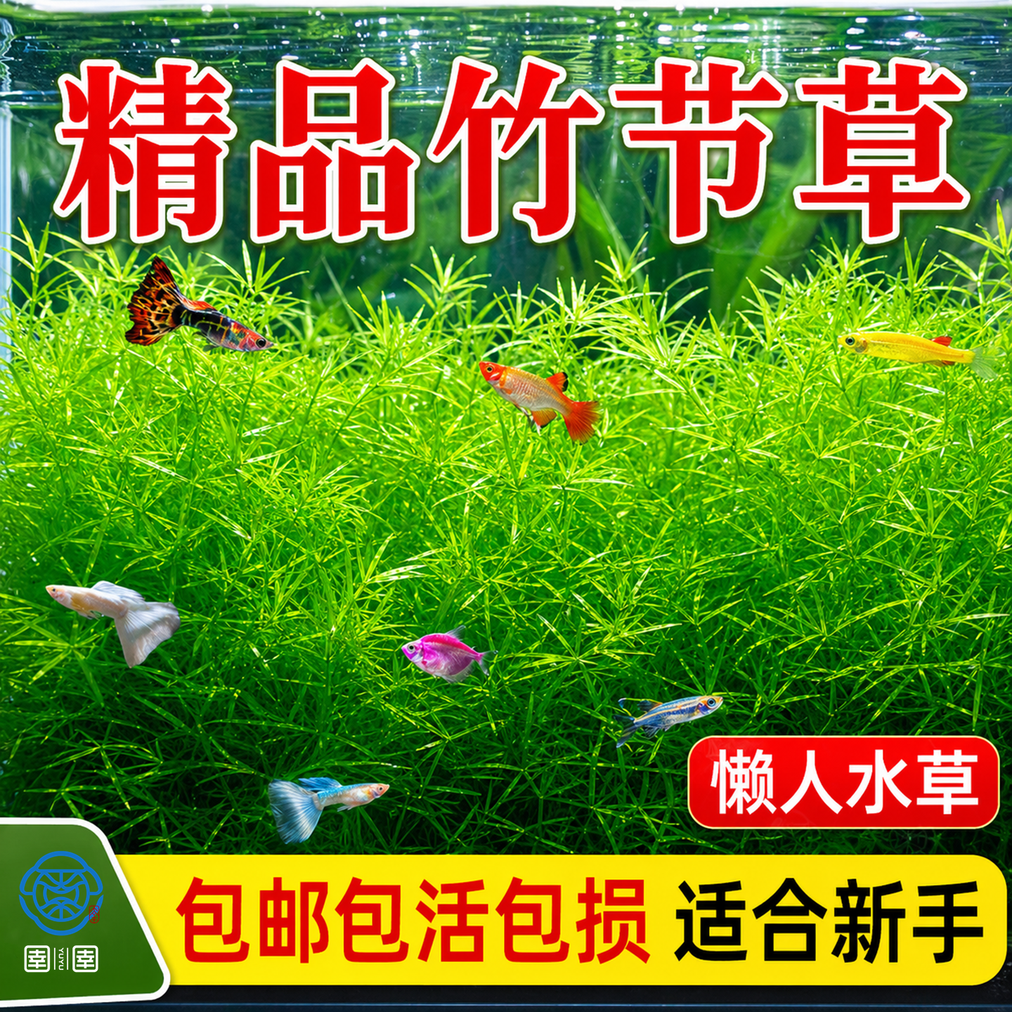 水草印度小竹节草好养植物鱼缸水族箱装饰造景绿菊蜈蚣草净水真草