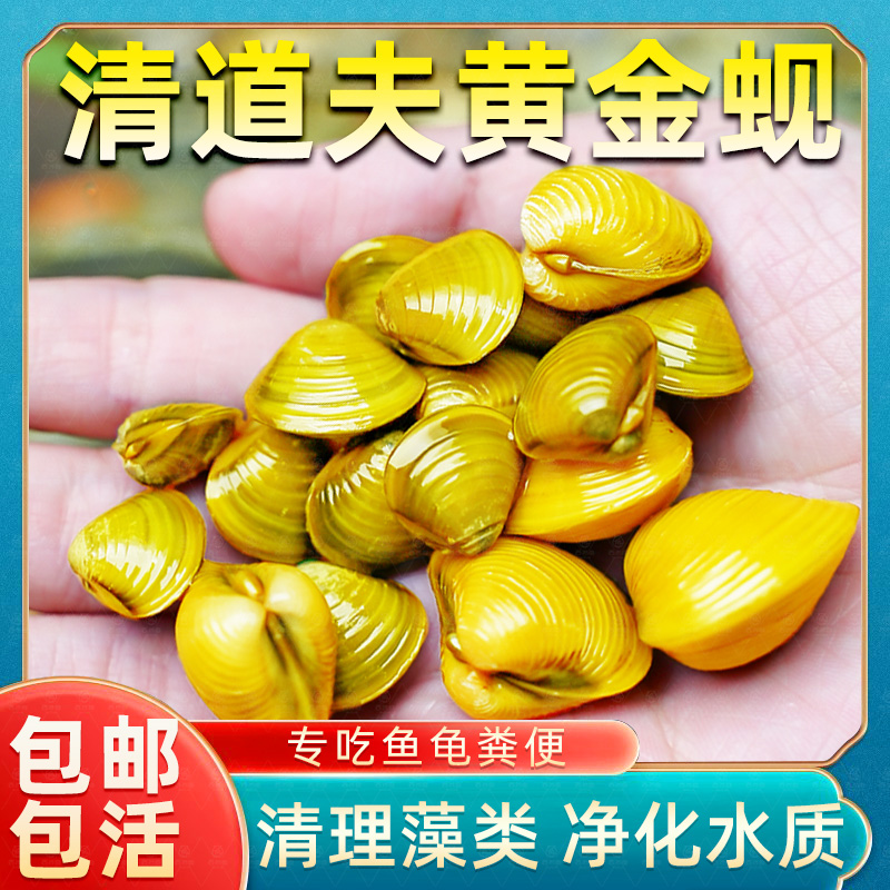 黄金蚬活体清道夫鱼缸净水除藻冷水淡水工具鱼河蚌小型鱼苗观赏鱼