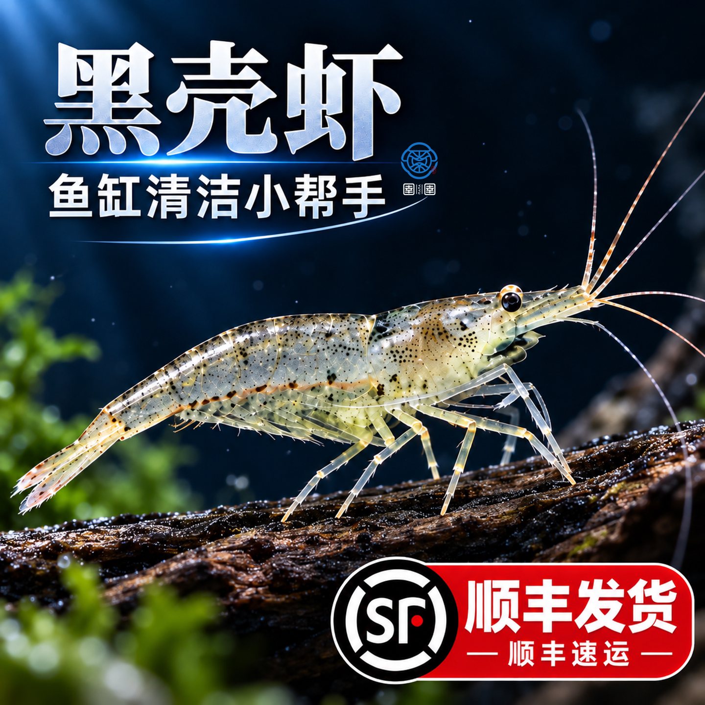 顺丰黑壳虾除藻观赏虾活虾淡水活体饲料草缸清洁好养造景缸工具虾