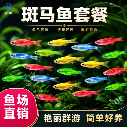 好养耐活斑马鱼热带观赏鱼孔雀鱼红绿灯鱼淡水金鱼苗小型灯科小鱼