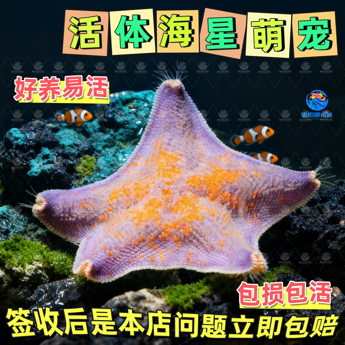 海盐海星活宠物观赏活体翻砂海缸派大星迷你海洋生物清洁水母活物