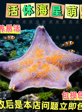 海盐海星活宠物观赏活体翻砂海缸派大星迷你海洋生物清洁水母活物