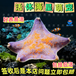 海盐海星活宠物观赏活体翻砂海缸派大星迷你海洋生物清洁水母活物