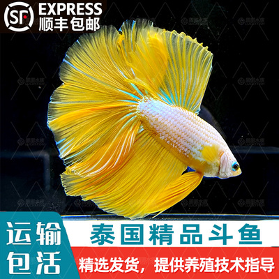 顺丰泰国斗鱼观赏鱼半月婚纱鱼热带淡水好养耐活体小型鱼缸宠物鱼