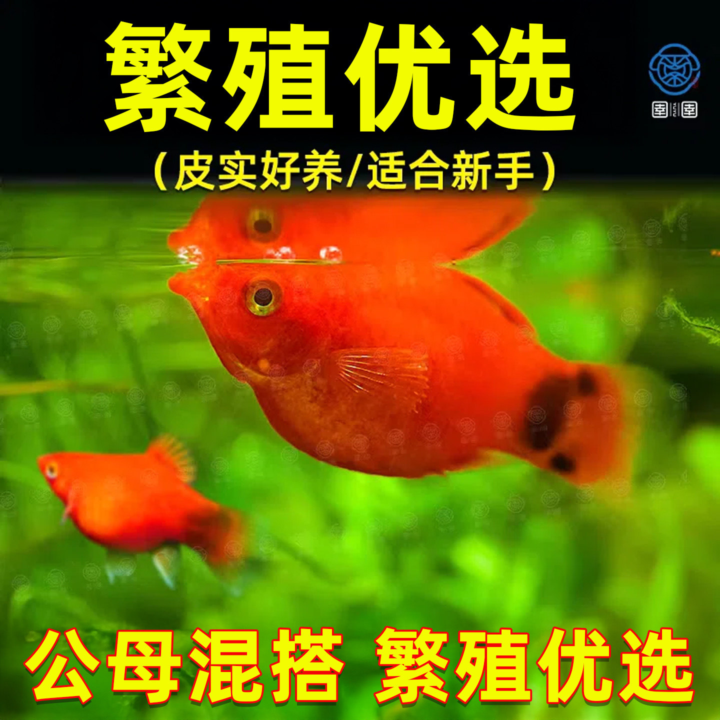 米奇鱼胎生鱼月光鱼观赏鱼小型热带鱼生小鱼玛丽鱼苗皮球好养耐活