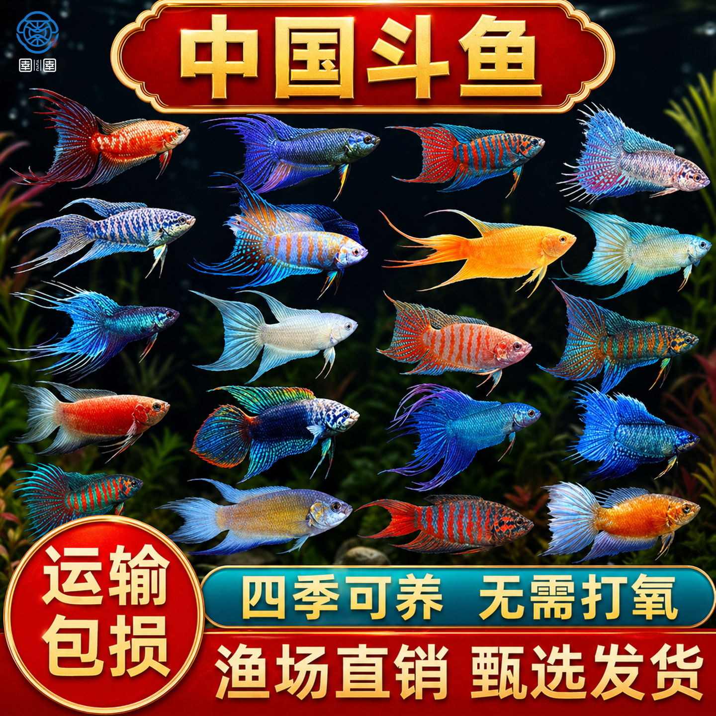 中国斗鱼活体鱼普叉冷水淡水活鱼观赏鱼好养耐活小型不打氧小鱼苗