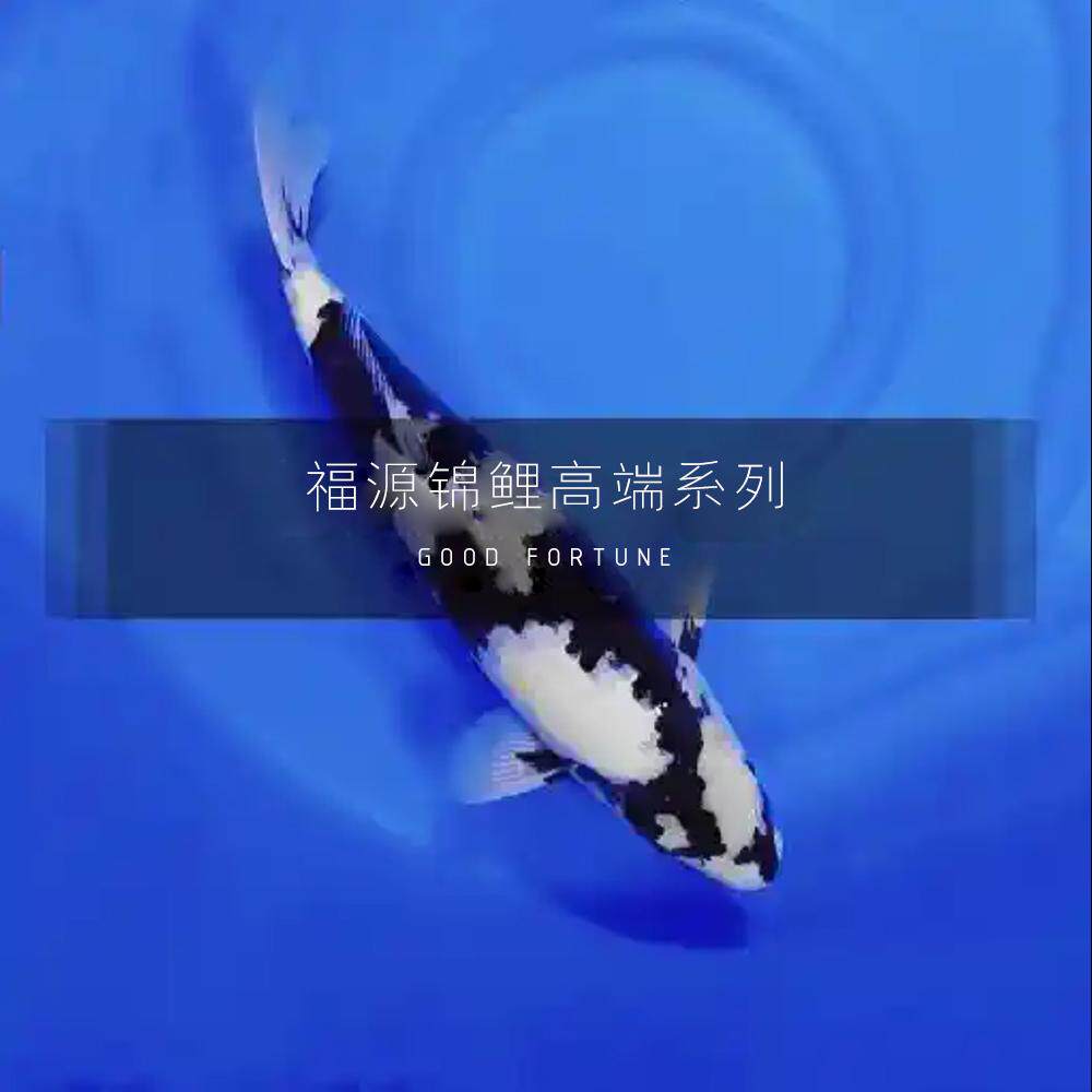 精品锦鲤白写绯写熊猫高背粗体进口大体型血统冷水观赏鱼包邮留养