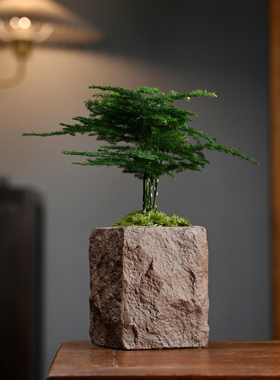 文竹海岛罗汉松微型盆栽茶桌面小绿植摆件拇指盆景超迷你装饰摆设