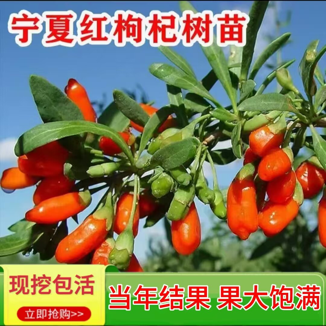 枸杞树苗盆栽食用枸杞苗北方南方地栽耐寒宁夏红枸杞盆景老桩绿植