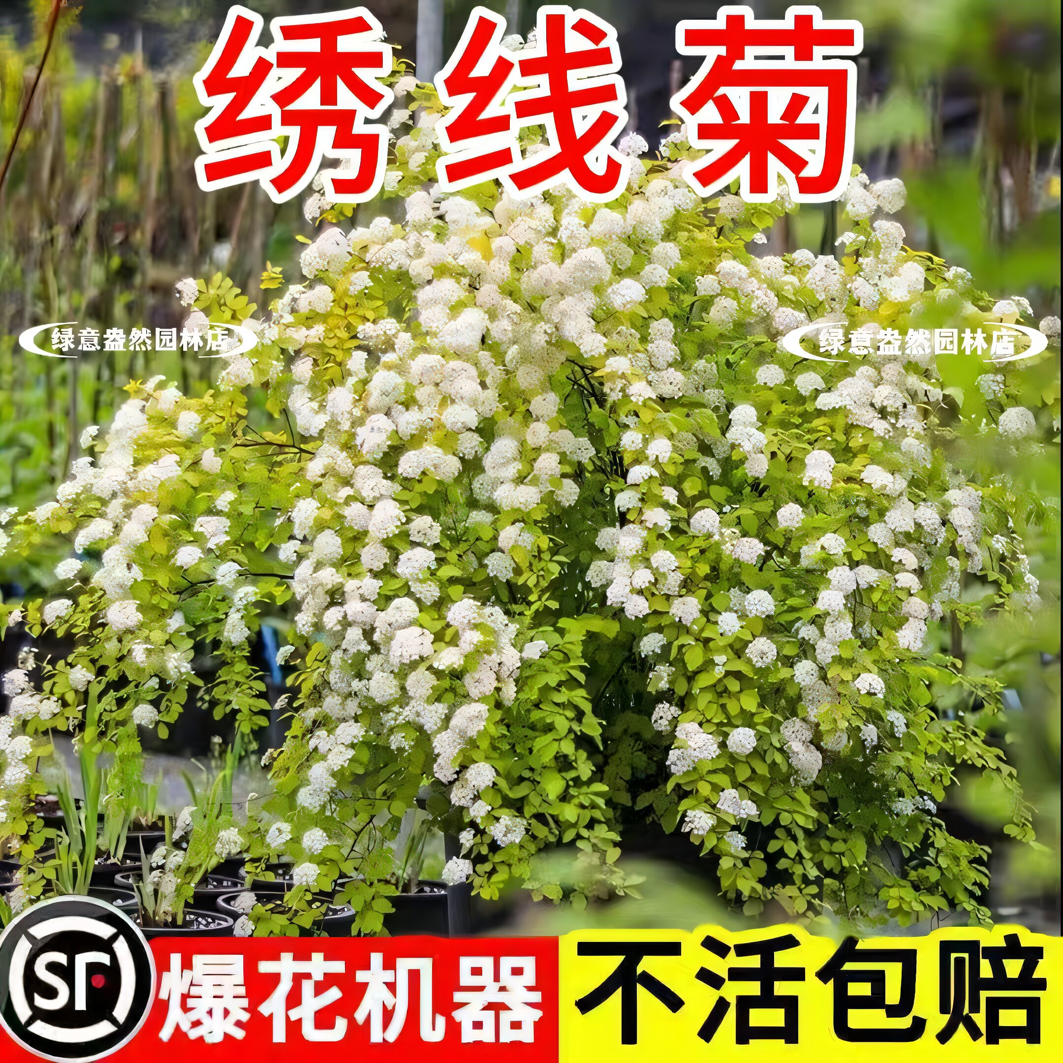 菱叶绣线菊盆栽小手球重瓣绣线菊图片