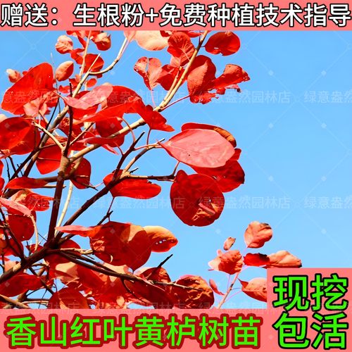 香山红叶黄栌树苗盆景老桩盆栽