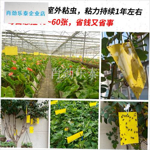 蝇贴强力小黄板大号诱虫贴诱虫器果蝇双N面蓟马小黑飞大棚农用l
