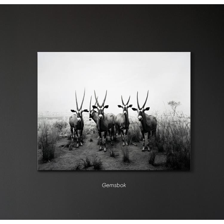 大羚羊Gemsbok杉本博司后现代超现实摄影艺术衍生品家居装饰挂画