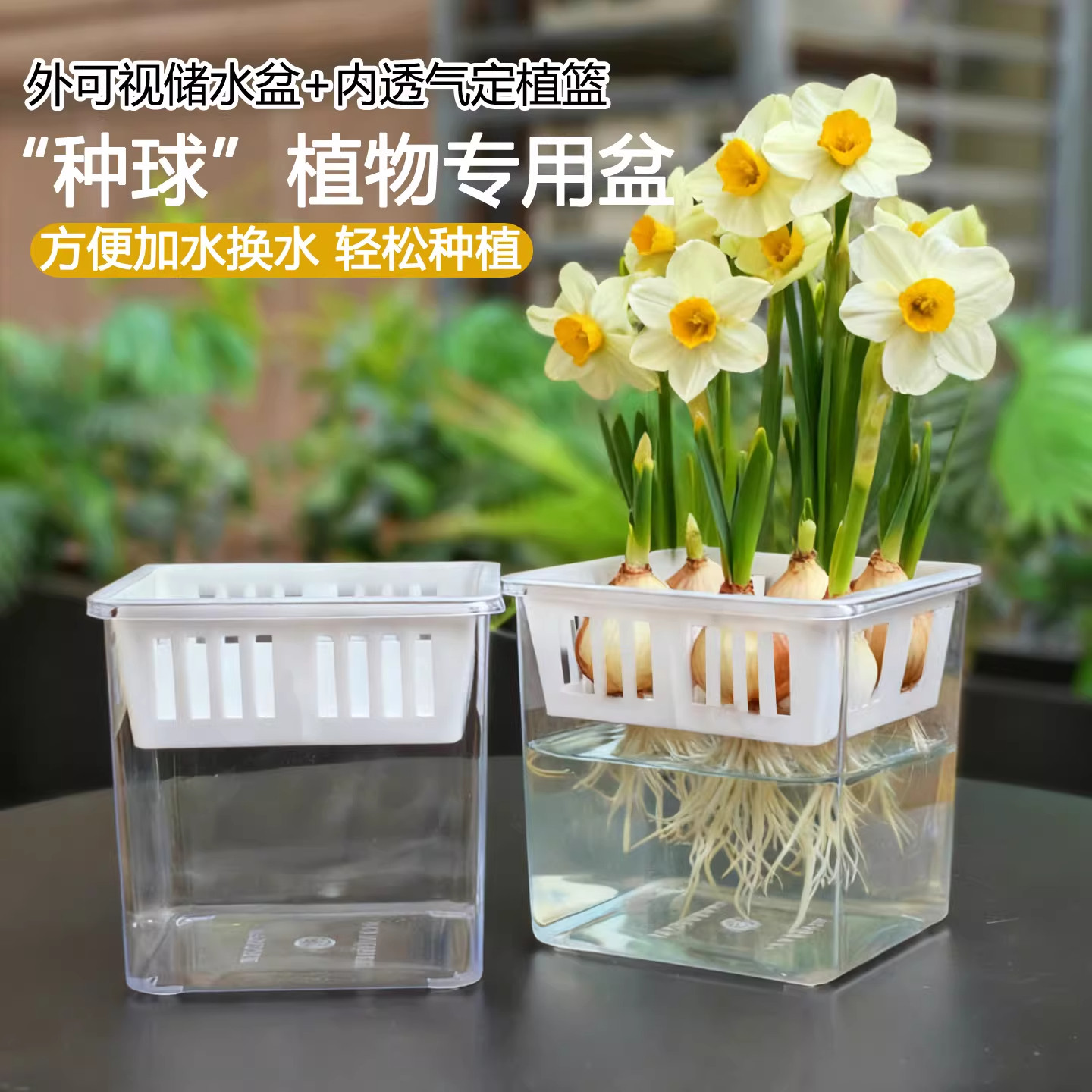 水培郁金香透明花瓶防霉防烂根