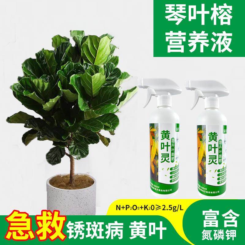 琴叶榕锈斑病药专用肥料防黄叶免稀释营养液绿植花卉通用液体花肥