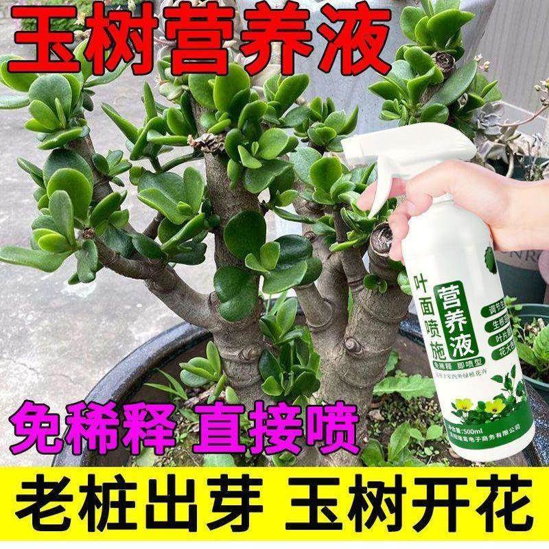 玉树营养液防黄叶催发芽促开花免稀释家用盆栽花卉通用液体花肥料