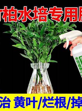 花草营养液通用竹柏专用肥防黄叶防烂根水培植物营养液适合各种花
