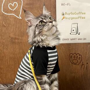 猫咪衣服公猫帅气蓝猫暹罗猫缅因猫小猫狸花猫银渐层豹猫橘猫冬装