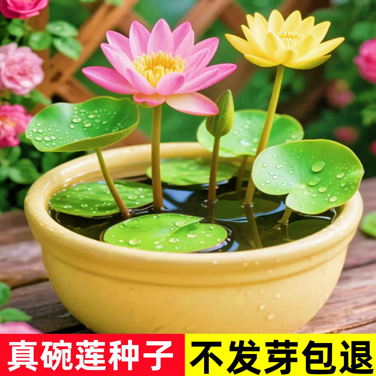多花色水培碗莲种子已开口四季播种水培植物睡莲荷花室内绿植花卉