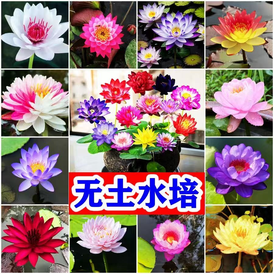 多花色水培碗莲种子已开口四季播种水培植物睡莲荷花室内绿植花卉
