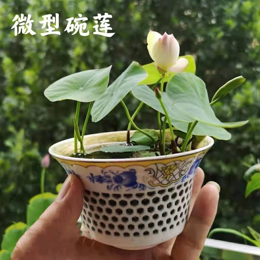 多花色水培碗莲种子已开口四季播种水培植物睡莲荷花室内绿植花卉