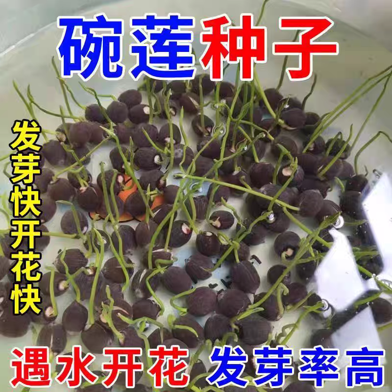 莲花懒人水养开花碗莲水培植物荷花阳台和鱼共养
