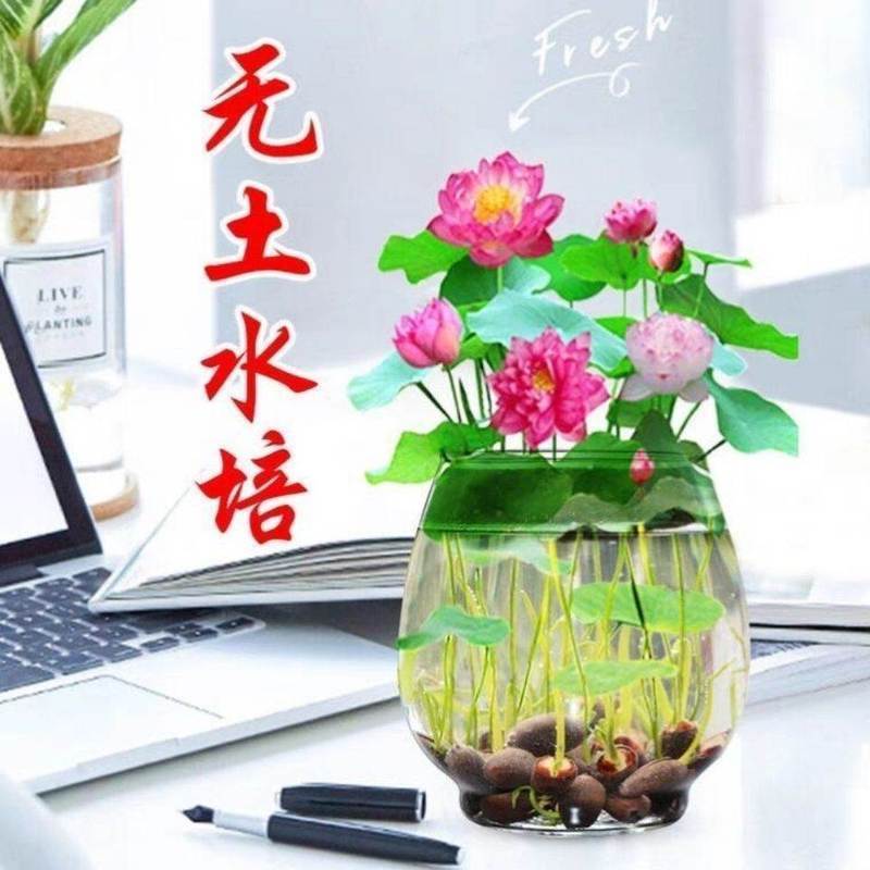 多花色水培碗莲种子已开口四季播种水培植物睡莲荷花室内绿植花卉