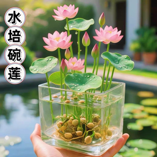 播种水培植物睡莲荷花室内绿植花卉 多花色水培碗莲种子已开口四季