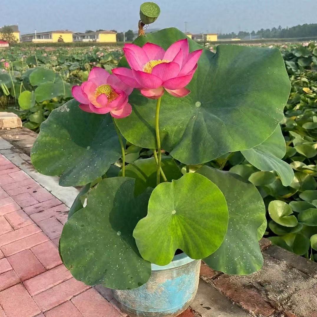 多花色水培碗莲种子已开口四季播种水培植物睡莲荷花室内绿植花卉