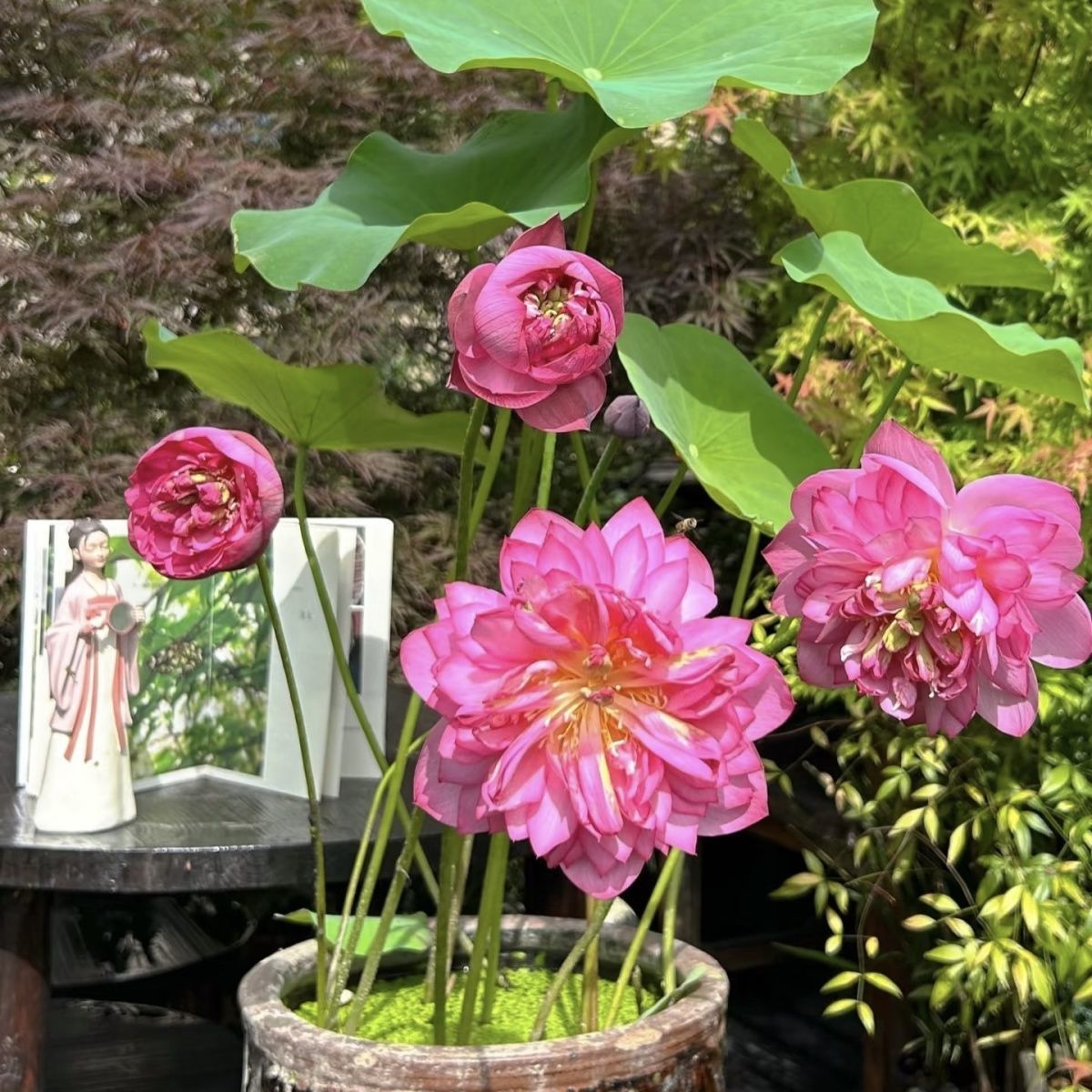 多花色水培碗莲种子已开口四季播种水培植物睡莲荷花室内绿植花卉