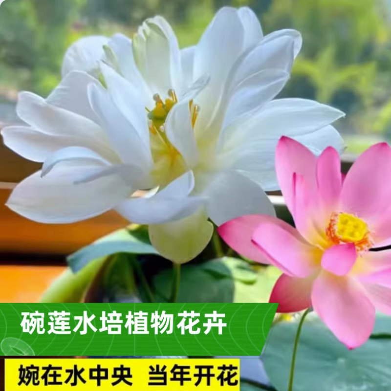 多花色水培碗莲种子已开口四季播种水培植物睡莲荷花室内绿植花卉