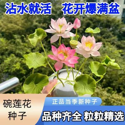 多花色水培碗莲种子已开口四季播种水培植物睡莲荷花室内绿植花卉