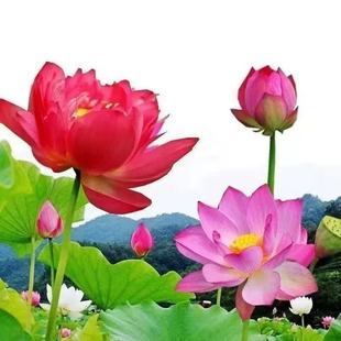 多花色水培碗莲种子已开口四季 播种水培植物睡莲荷花室内绿植花卉