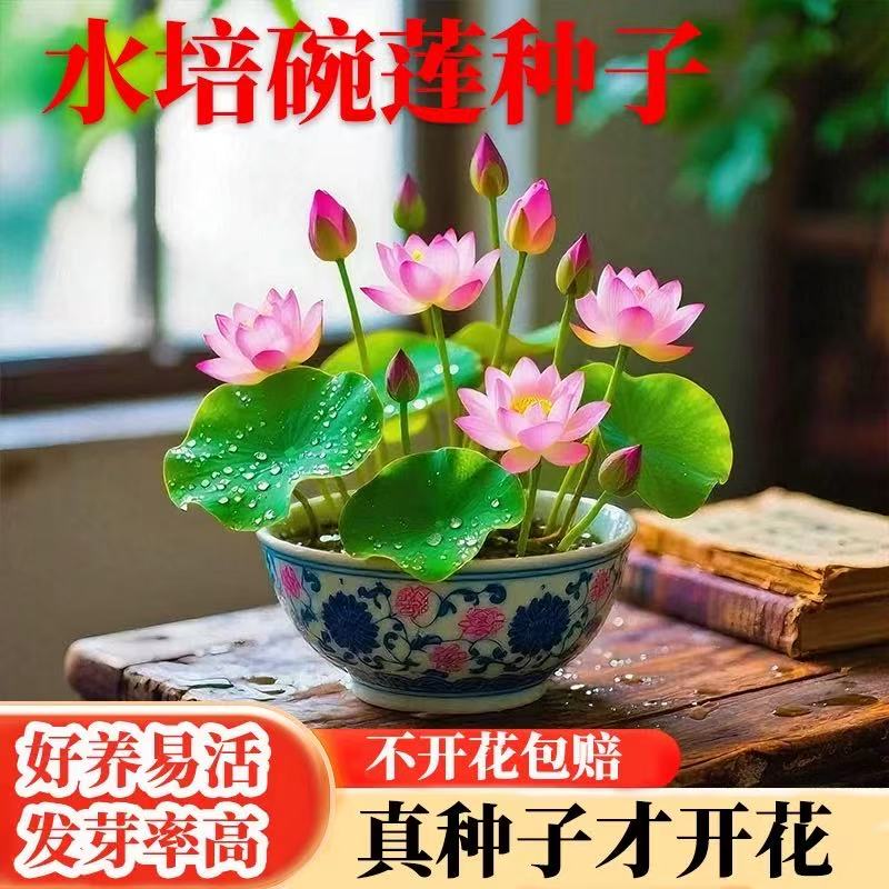 多花色水培碗莲种子已开口四季播种水培植物睡莲荷花室内绿植花卉